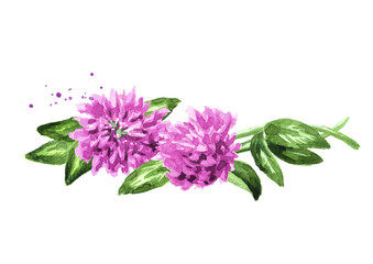 Red pink field clover plant, flowers and leaves,  Hand drawn watercolor illustration isolated on white background