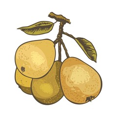 Pears. Fruits on a tree branch, isolated on a white background. Painted fruits for goods and health.