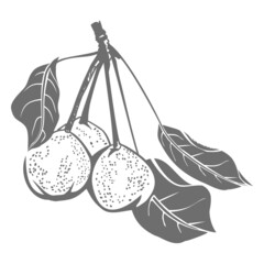 Pears vector illustration isolated on white background. Fruits harvest.