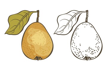 Hand drawn sketch fruit wild pear. Eco food. Vector isolated illustration.