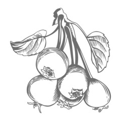 Branch with pear fruits. Graphic drawing for labels, menus or packaging design.