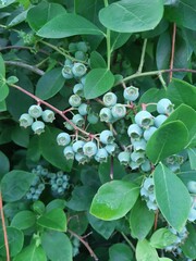 unripe blueberries 