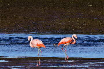 Two flamingos