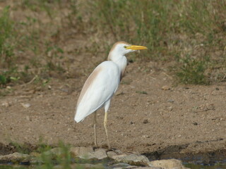 Cattle egret