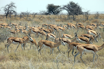 Herd of springbok in the heat of the day, Etosha National Park, Namibia
