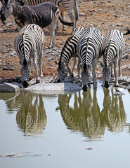 Fototapeta na wymiar Four zebra drinking at a waterhole, Etosha National Park, Namibia 