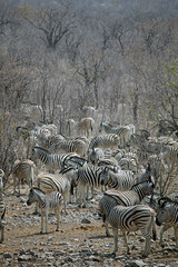 Fototapeta na wymiar Large herd of zebra in arid scrub, Etosha National Park, Namibia 