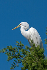 Great Egret displaying its green mask mating colors in tree-top perch.