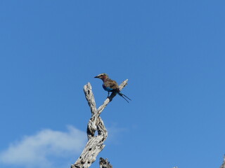 Lilac breasted roller 