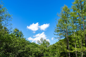 長野県川上村の山の風景
