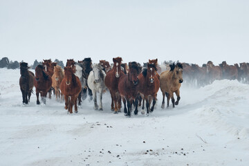 herd of horses on the snow