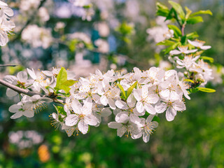 Obraz premium beautiful natural background with a flowering sprig of apple tree