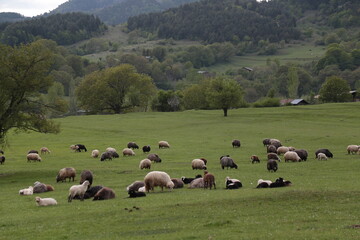 Fototapeta na wymiar sheep grazing on the green meadows with mountains in backdrop.artvin .Turkey