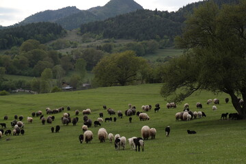 Obraz premium sheep grazing on the green meadows with mountains in backdrop.artvin .Turkey