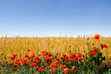Flowers red poppies on meadow on a background field wheat and blue sky