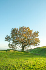 Fototapeta na wymiar Autumn colours in the Malvern hills of England.