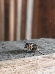 Fly