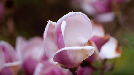 Kwitnąca Magnolia Pośrednia - obrazy, fototapety, plakaty