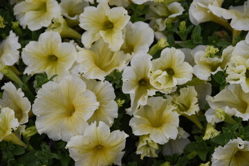 white and yellow flowers