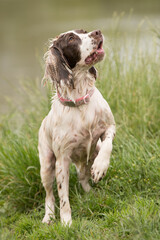 Springer spaniel lifting foot