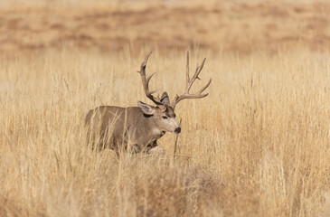Buck Mule Deer in the Fall Rut in Colorado