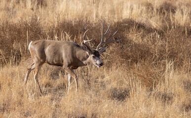 Naklejka premium Buck Mule Deer in the Fall Rut in Colorado