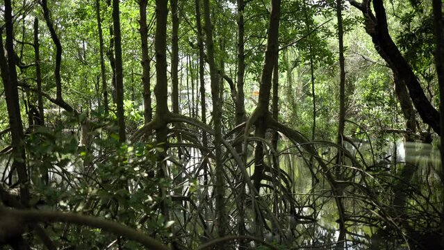 Gimbal shot green environment nature background. Mangrove forest a breeding ground habitat and foraging of animals such as birds shrimp and various kinds of fish. 