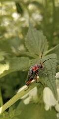 Beetle