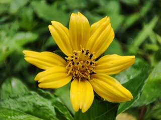 closeup photo of wedelia flower.