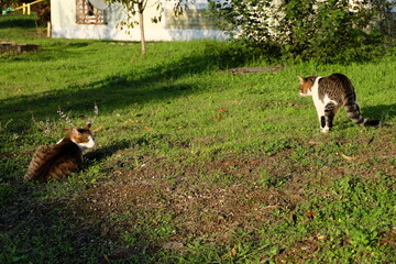 Two cats laying on green grass, selective focus. It is called "Sokak Kedisi" in Turkish. Cat sitting and they like sun light, warm weather, summer time.