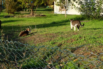 Two cats laying on green grass, selective focus. It is called "Sokak Kedisi" in Turkish. Cat sitting and they like sun light, warm weather, summer time.