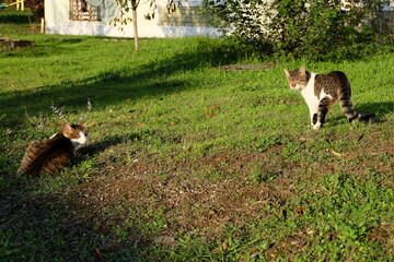 Two cats laying on green grass, selective focus. It is called "Sokak Kedisi" in Turkish. Cat sitting and they like sun light, warm weather, summer time.