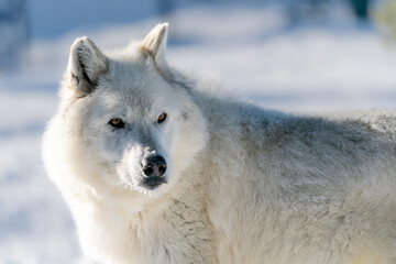Obraz premium White wolf in the snow at the Yellowstone Grizzly and Wolf Center. CAPTIVE 