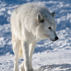 Naklejka premium White wolf in the snow at the Yellowstone Grizzly and Wolf Center. CAPTIVE 