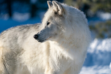 Fototapeta premium White wolf in the snow at the Yellowstone Grizzly and Wolf Center. CAPTIVE 