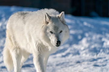 Obraz premium White wolf in the snow at the Yellowstone Grizzly and Wolf Center. CAPTIVE 