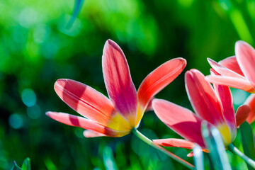 spring flowers in the park