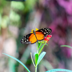 Close up of Cream-spotted tigerwing butterfly (Tithorea tarricina)
