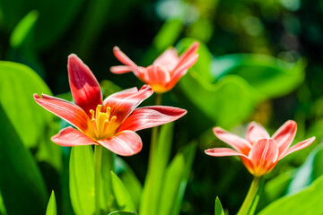 Fototapeta premium spring flowers in the park