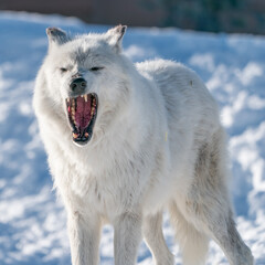 Obraz premium White wolf in the snow at the Yellowstone Grizzly and Wolf Center. CAPTIVE 