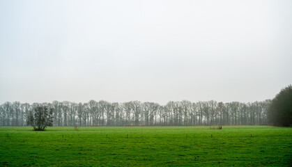 Obraz premium Rural landscape with row of trees in fog 