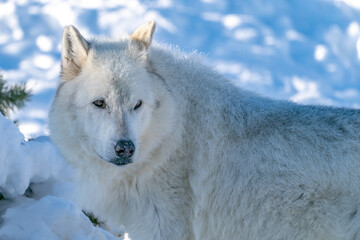 Obraz premium White wolf in the snow at the Yellowstone Grizzly and Wolf Center. CAPTIVE 