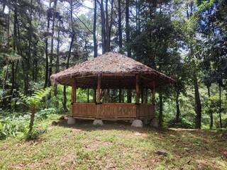 gazebo made of bamboo sticks, which is in a pine forest.