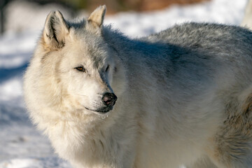 Obraz premium White wolf in the snow at the Yellowstone Grizzly and Wolf Center. CAPTIVE 