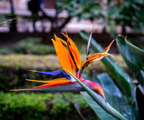 Close up of Bird of Paradise flowers (Strelitzia reginae)
