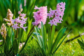 spring flowers in the park