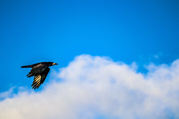 Raven in midflight