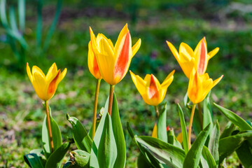 spring flowers in the park