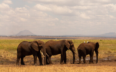 tres elefantes caminando en su hábitat natural, la sabana africana en Tanzania (Parque Nacional Tarangire)