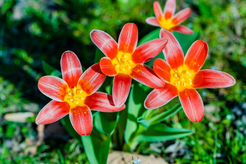 spring flowers in the park